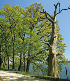 Fotografoval: Libor Svacek, Kaplicka 447, Cesky Krumlov, 381 01 CZ